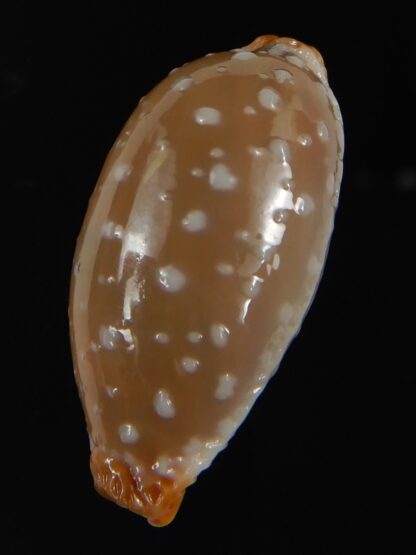 Staphylaea limacina staphylaeformis ... Giant ... 36.91 mm Gem -72837