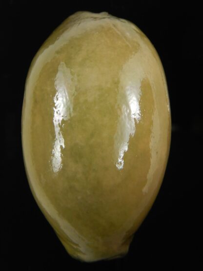 Lyncina carneola ... Green glazed ... 60.39 mm-72847