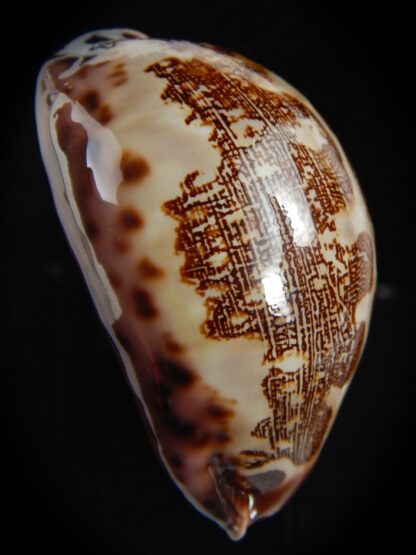 Leporicypraea mappa ... Dwarf dark pattern ... 62.26 mm Gem-72782