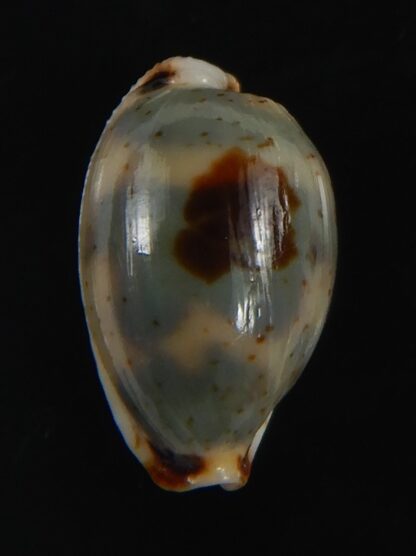 Bistolida ursellus ursellus 15.94 mm Gem-72874