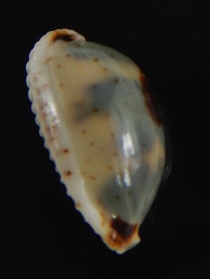 Bistolida ursellus ursellus 15.94 mm Gem-72872