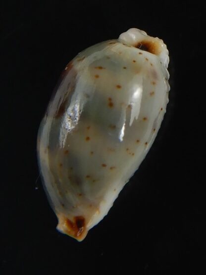 Bistolida ursellus ursellus 15.94 mm Gem-72873