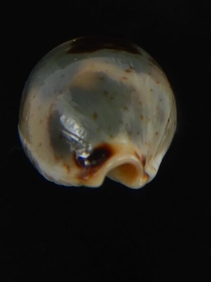 Bistolida ursellus ursellus 15.94 mm Gem-72870