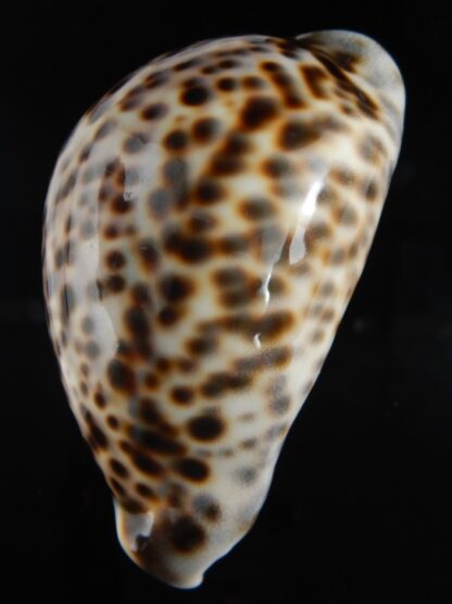 Cypraea tigris pardalis.. BIG SIZE ... 103.40 mm Gem-73062