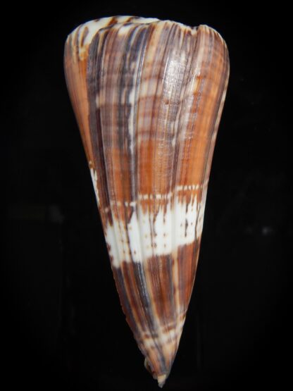 Strategoconus generalis ... GIANT... 99.36 mm F+++-73150