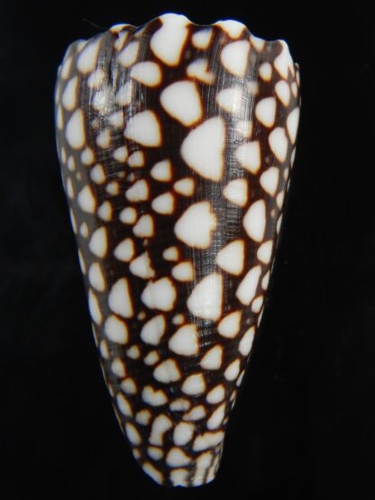 Conus marmoreus ..Intremediat/ crosseanus 54.92 mm Gem -73098