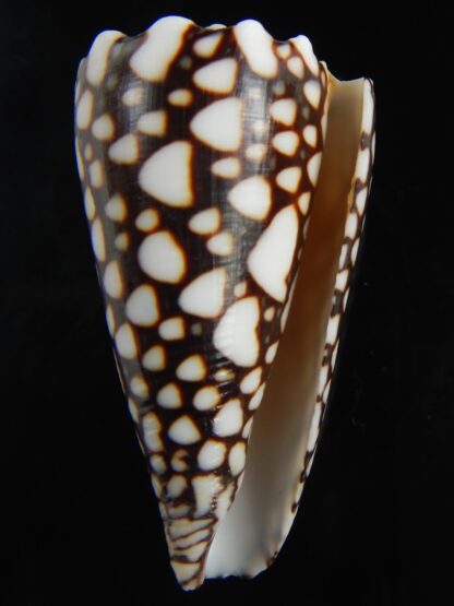 Conus marmoreus ..Intremediat/ crosseanus 54.92 mm Gem -73101