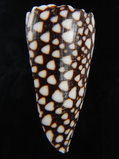 Conus marmoreus ..Intremediat/ crosseanus 54.92 mm Gem -73099