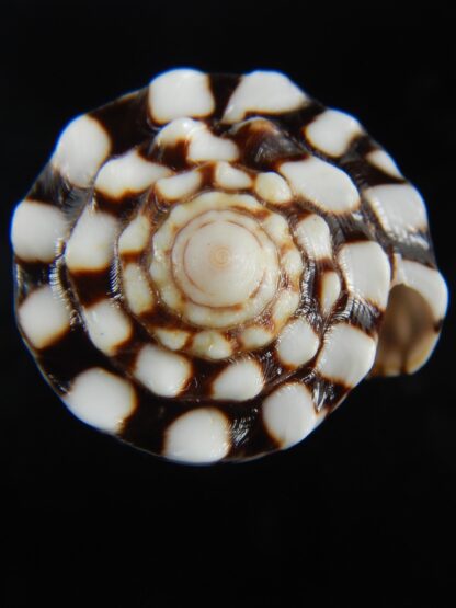 Conus marmoreus ..Intremediat/ crosseanus 54.92 mm Gem -73100