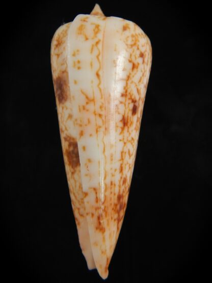 Phasmoconus neptunus 62.26 mm Gem -73116