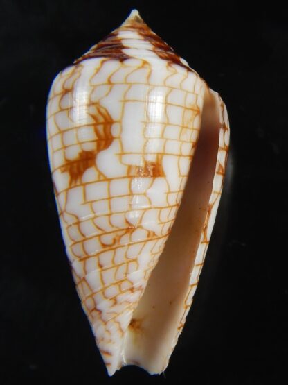 Conasprella (Ximeniconus) lucida 28.24 mm Gem-73088