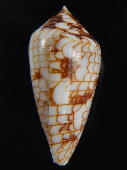 Conasprella (Ximeniconus) lucida 28.24 mm Gem-73090