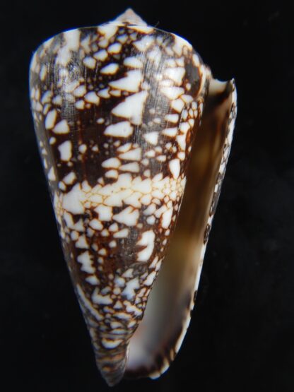 Ximeniconus locumtenens 46 mm Gem-73181