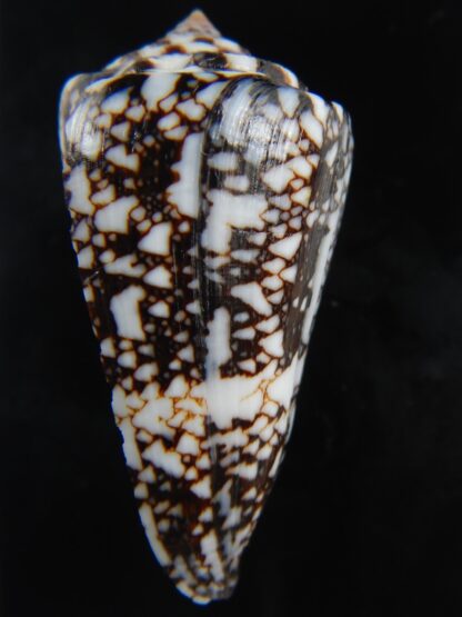 Ximeniconus locumtenens 46 mm Gem-73179