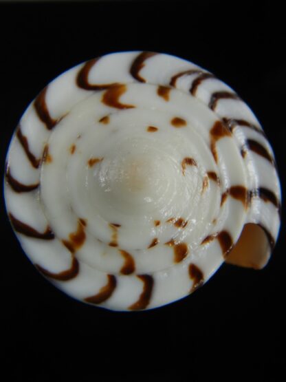 Strategoconus generalis ... SP pattern... 72 mm Gem-73161