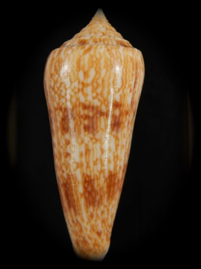 Phasmoconus neptunus 62.36 mm Gem-73122