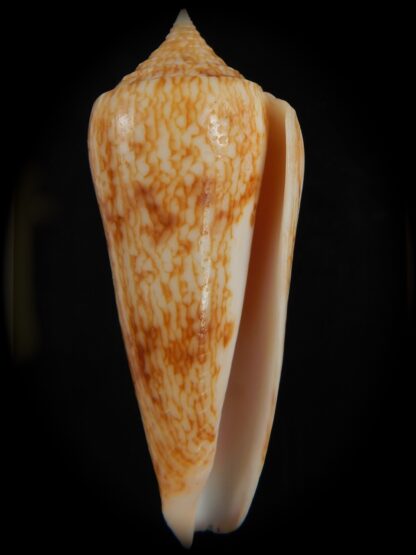 Phasmoconus neptunus 62.36 mm Gem-73125