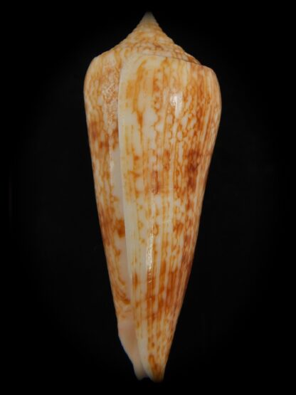 Phasmoconus neptunus 62.36 mm Gem-73124