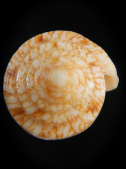 Phasmoconus neptunus 62.36 mm Gem-73126