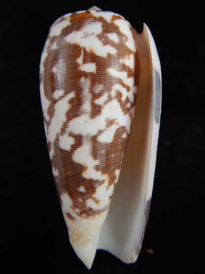 Pionoconus striatus striatus 87.80 mm Gem-73133