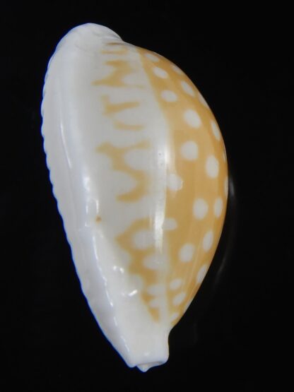 Cribrarula fallax antonellae 32.34 mm Gem(-)-73192