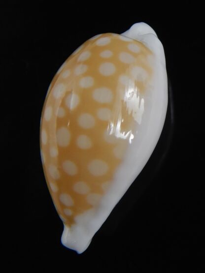 Cribrarula fallax antonellae 32.34 mm Gem(-)-73194