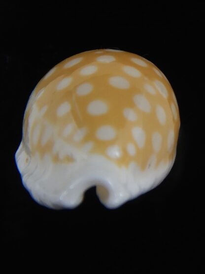 Cribrarula fallax antonellae 32.34 mm Gem(-)-73193