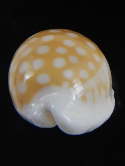 Cribrarula fallax antonellae 32.34 mm Gem(-)-73191