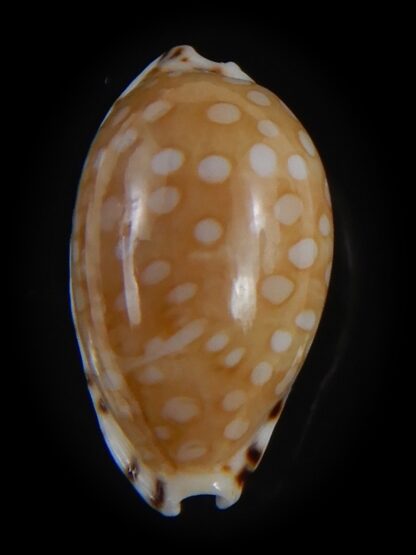 Cribrarula astaryi f. lefaiti 19.22 mm Gem-73233