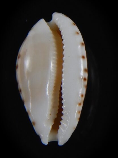 Cribrarula astaryi f. lefaiti 19.22 mm Gem-73237