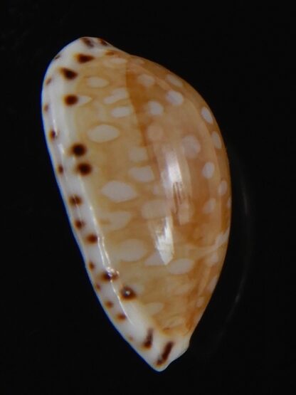 Cribrarula astaryi f. lefaiti 19.22 mm Gem-73235