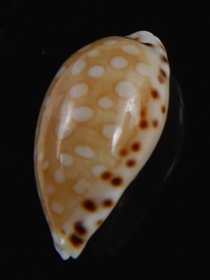Cribrarula astaryi f. lefaiti 19.22 mm Gem-73236