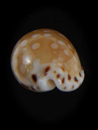 Cribrarula astaryi f. lefaiti 19.22 mm Gem-73232