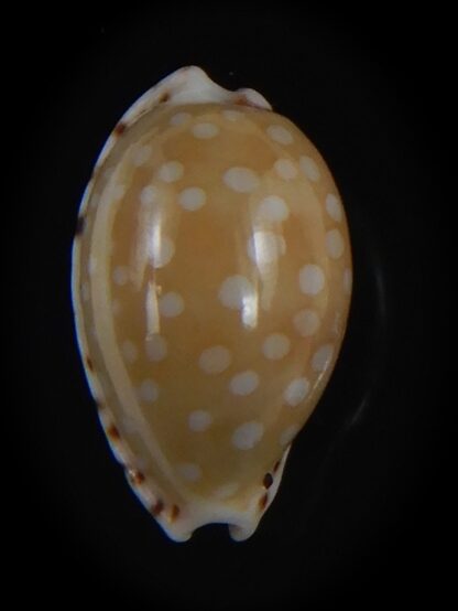 Cribrarula astaryi f. lefaiti 14.32 mm Gem-73220