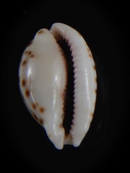 Cribrarula astaryi f. lefaiti 14.32 mm Gem-73219