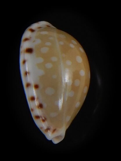 Cribrarula astaryi f. lefaiti 14.32 mm Gem-73222