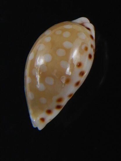 Cribrarula astaryi f. lefaiti 14.32 mm Gem-73221