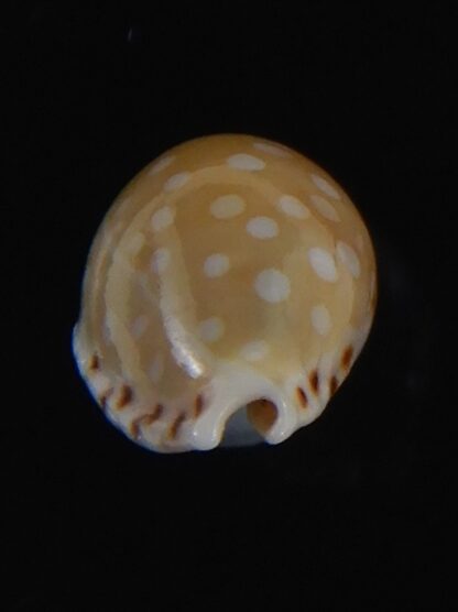 Cribrarula astaryi f. lefaiti 14.32 mm Gem-73223