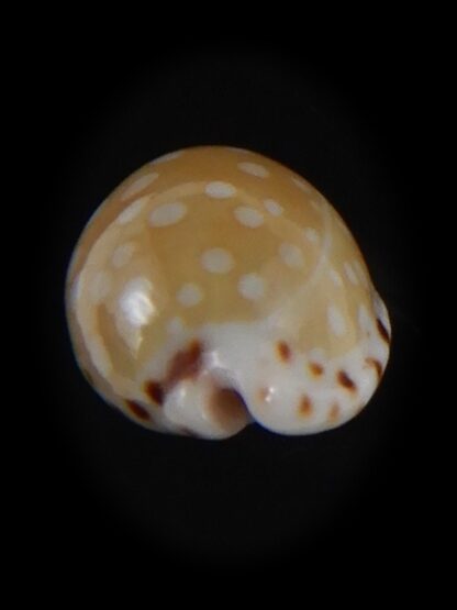 Cribrarula astaryi f. lefaiti 14.32 mm Gem-73218