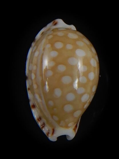 Cribrarula astaryi f. lefaiti 13.81 mm Gem-73204