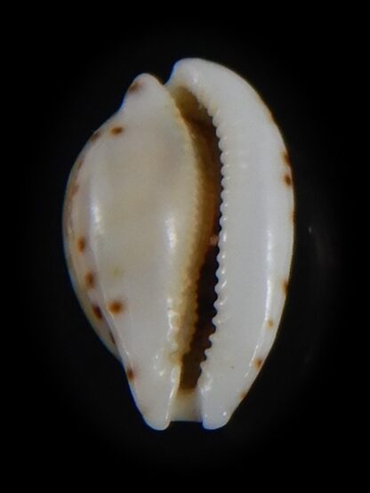 Cribrarula astaryi f. lefaiti 13.81 mm Gem-73209