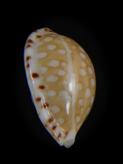 Cribrarula astaryi f. lefaiti 13.81 mm Gem-73207