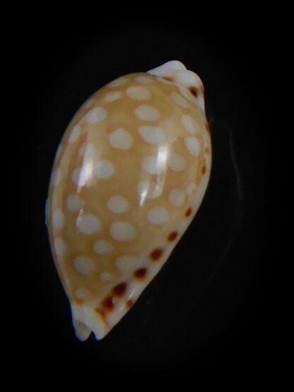 Cribrarula astaryi f. lefaiti 13.81 mm Gem-73208