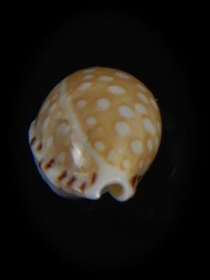 Cribrarula astaryi f. lefaiti 13.81 mm Gem-73203