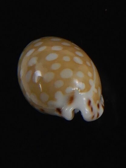 Cribrarula astaryi f. lefaiti 13.81 mm Gem-73206