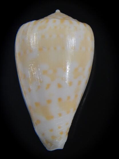 Floraconus gabelishi 29.99 mm F+++/Gem -73276