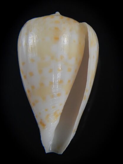 Floraconus gabelishi 29.99 mm F+++/Gem -73272