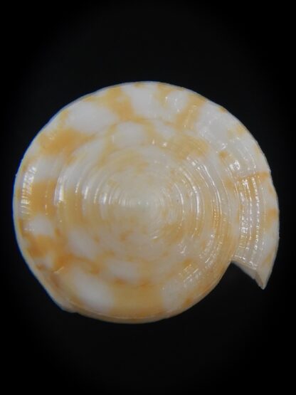 Floraconus gabelishi 29.99 mm F+++/Gem -73275