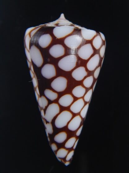 Eugeniconus marchionatus 33.91 mm Gem-73245