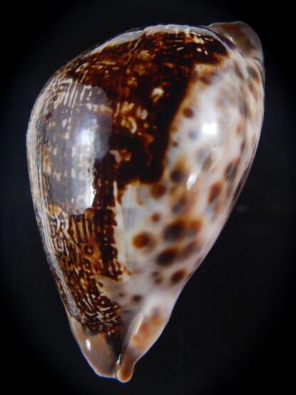 Leporicypraea mappa curvati ... DARK ... 74.70 mm Gem-73268